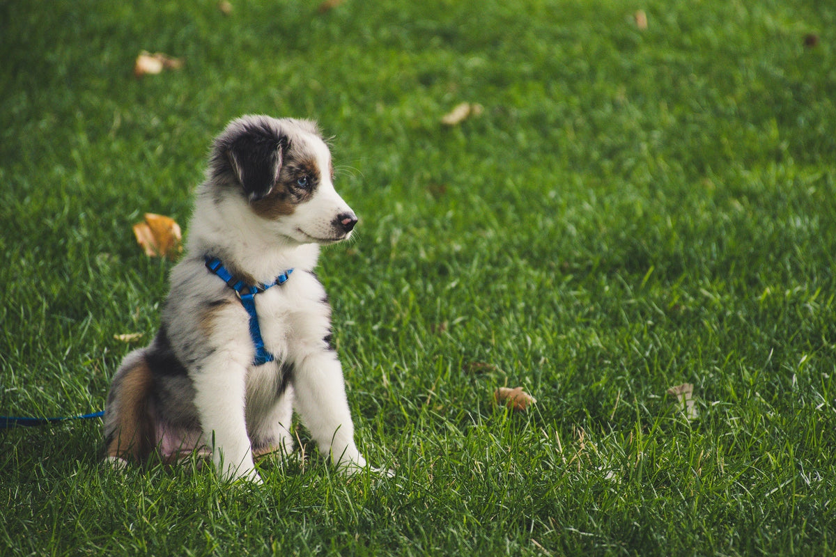 Collars, Harnesses & Leashes