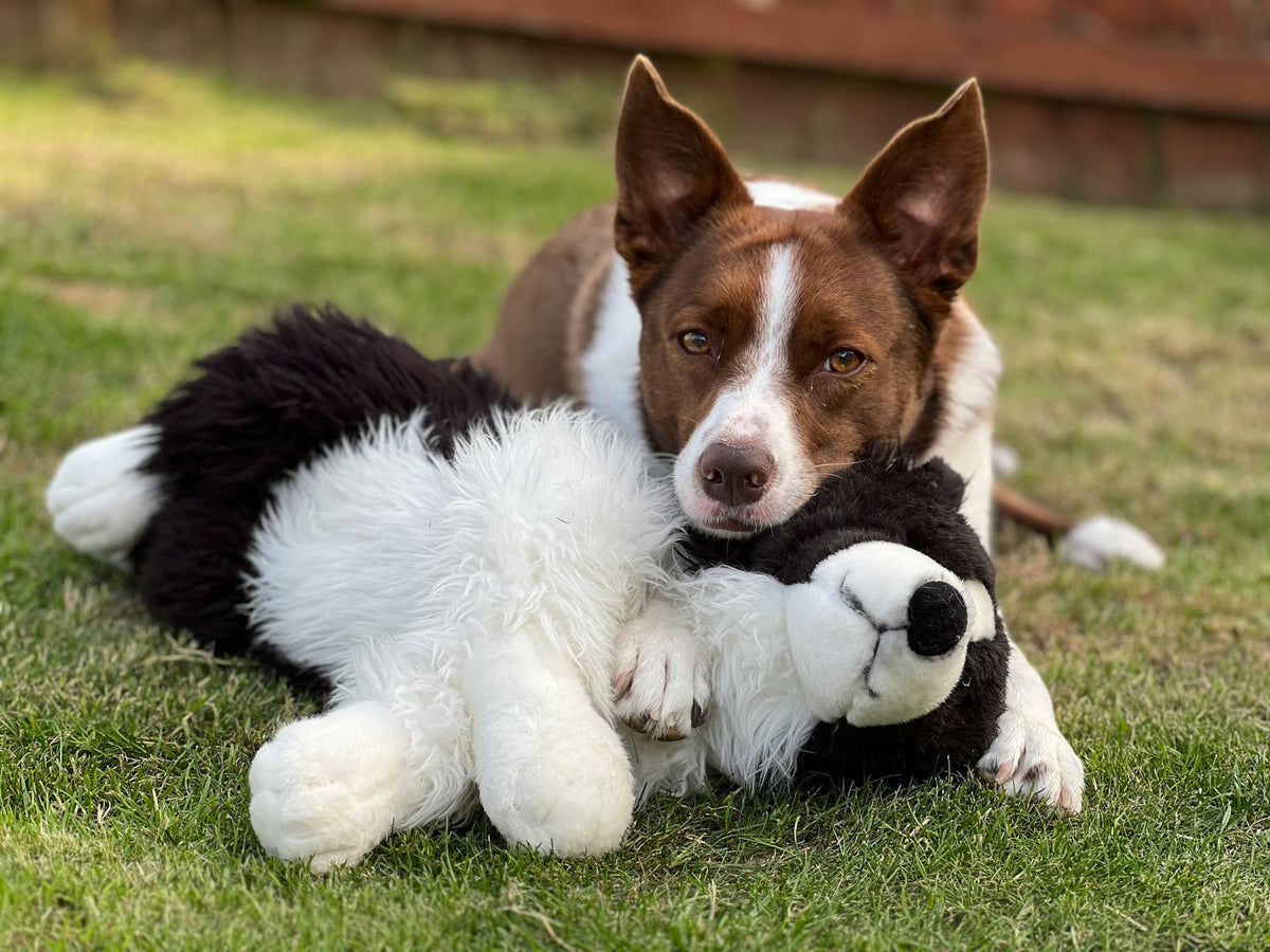 Dog & Cat Toys