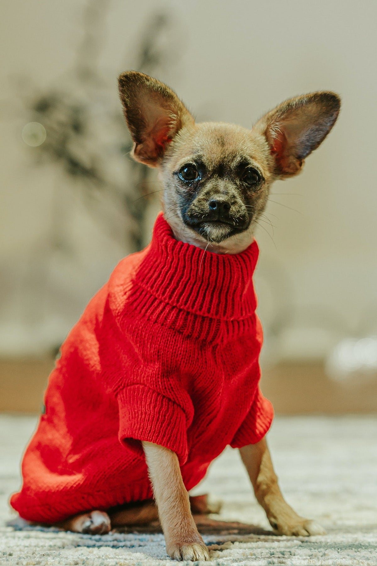 Pet Clothes & Costumes