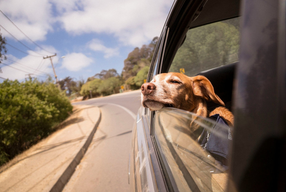 Pet Travel Supplies
